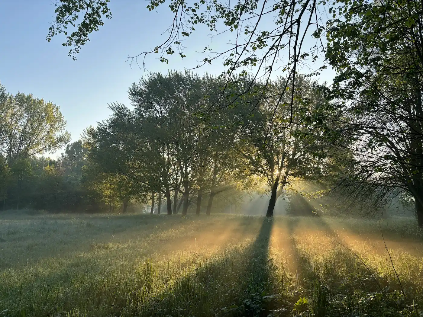 Früh morgens, Sonne strahlt durch Bäume – Coaching Themen - wann ist Coaching sinnvoll?